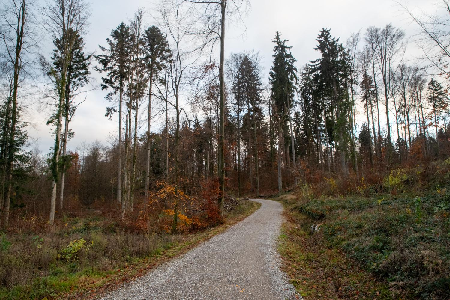 A gravel path with a curve at its end, entering a wooded area. The colors of the deciduous vegetation is orange/red.