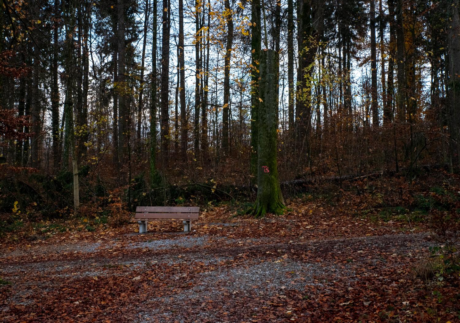 A wooden bench on the side of a gravel path, with trees behind it. There are a lot of fallen leaves on the ground.