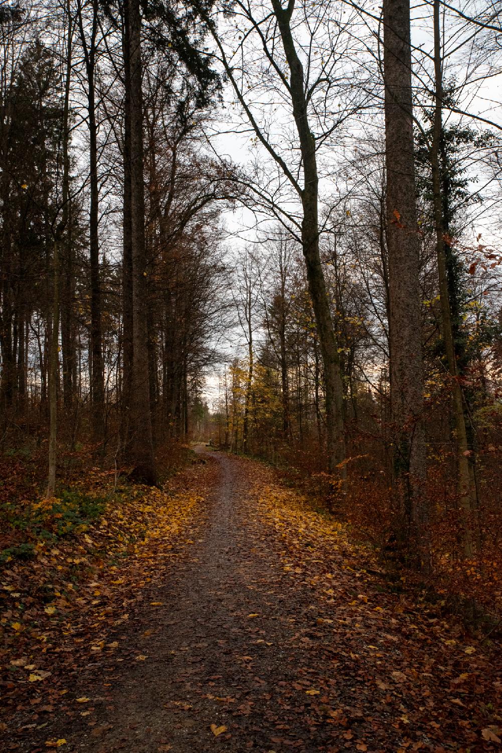 A forest path between trees. There are a lot of yellow/brown leaves on the ground.