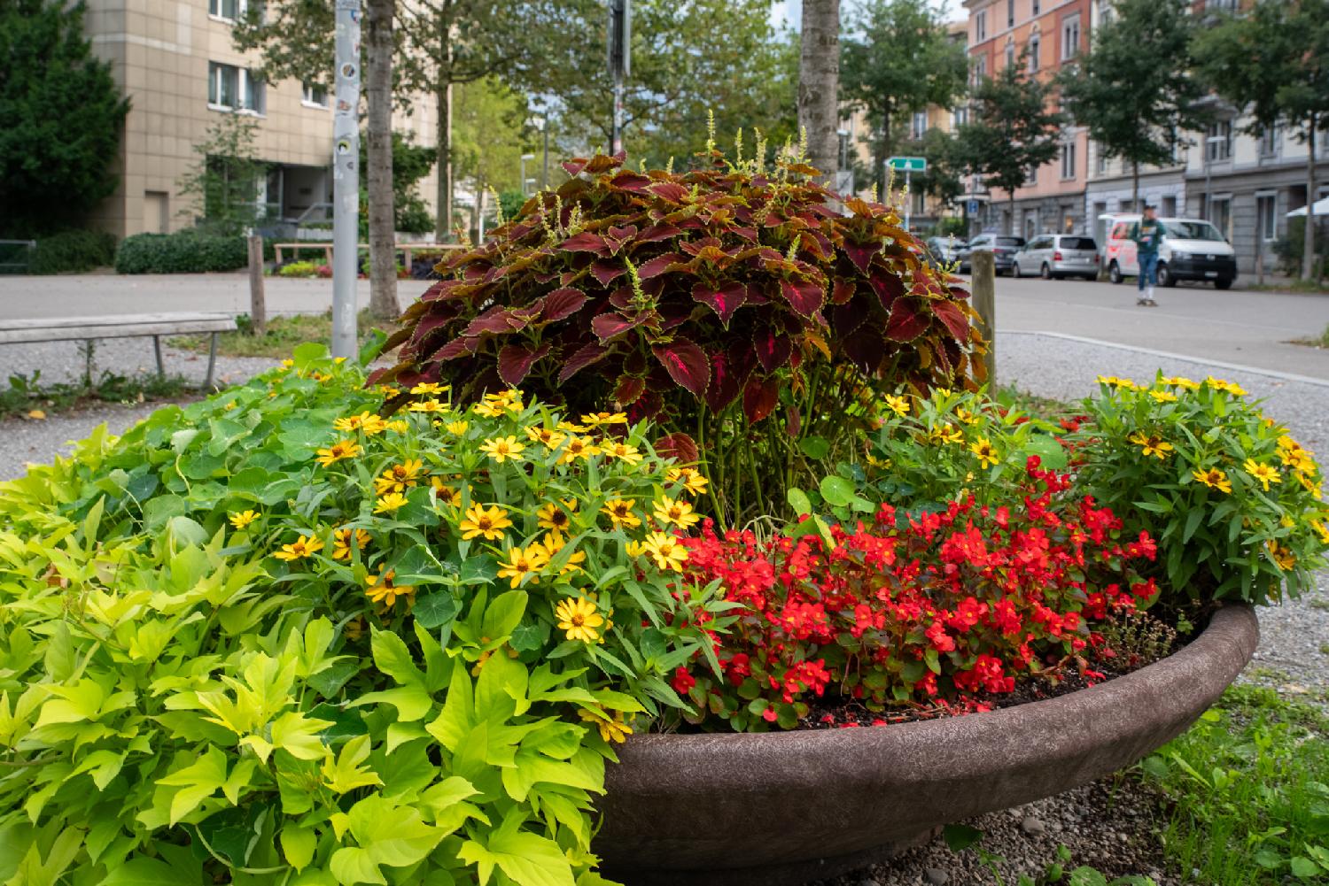 A large planter with yellow and red flowers arranged in it, on a square that has trees, a bench, and residential buildings and cars in the background.