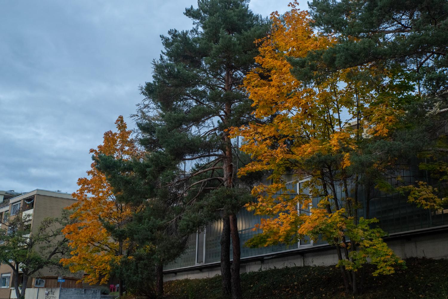 Alternating deciduous and coniferous trees - the coniferous are dark green, the deciduous are yellow/orange; in front of 4-storey buildings.