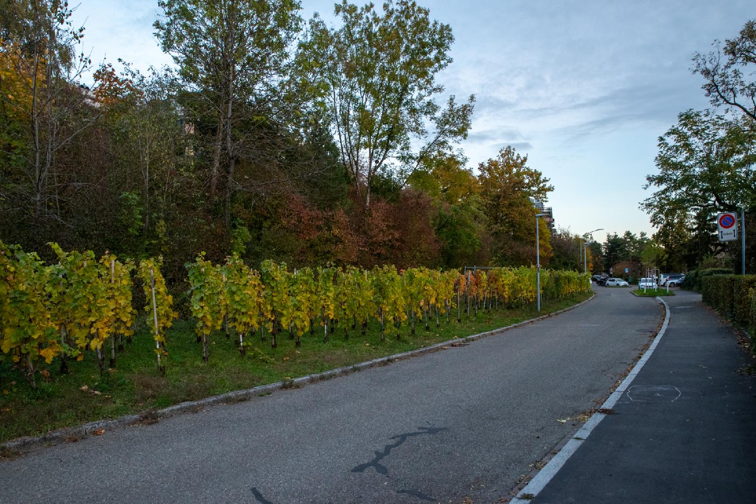 A narrow street with a small patch of grape vines growing on its left