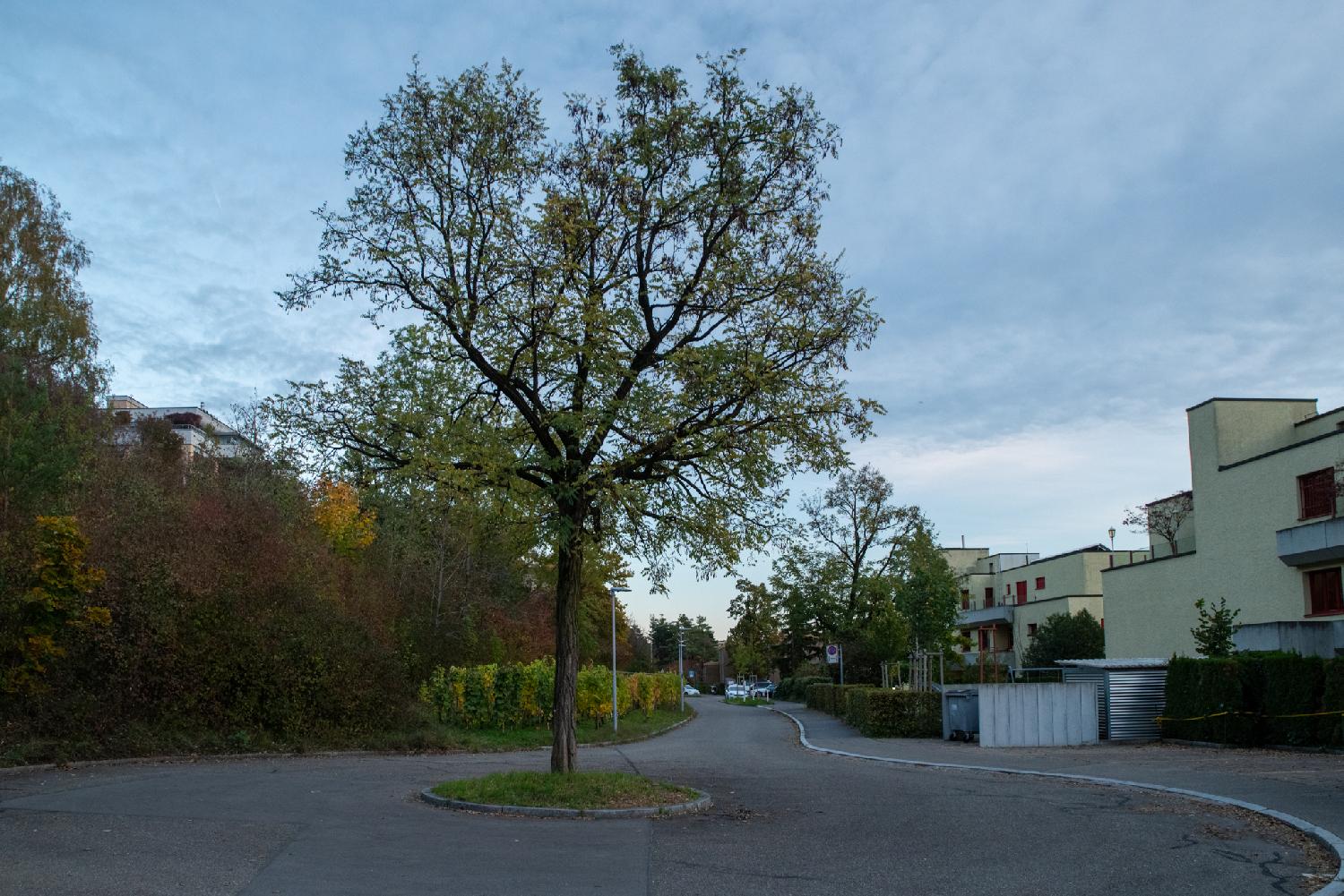 The dead-end of a street, shaped as a circle with a tree in the middle. On the right side of the street, light yellow 2-3-storey buildings; on the left side, vegetation and grapevines.
