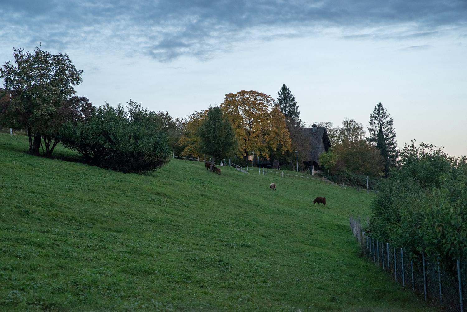 A green meadow with cows and trees
