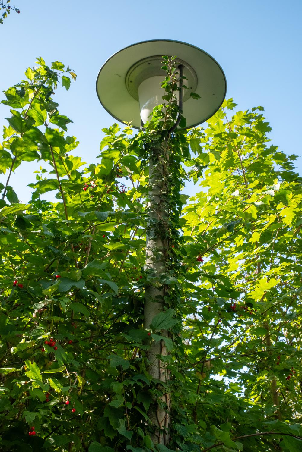 A street lamp with ivy growing on it, in the middle of green trees