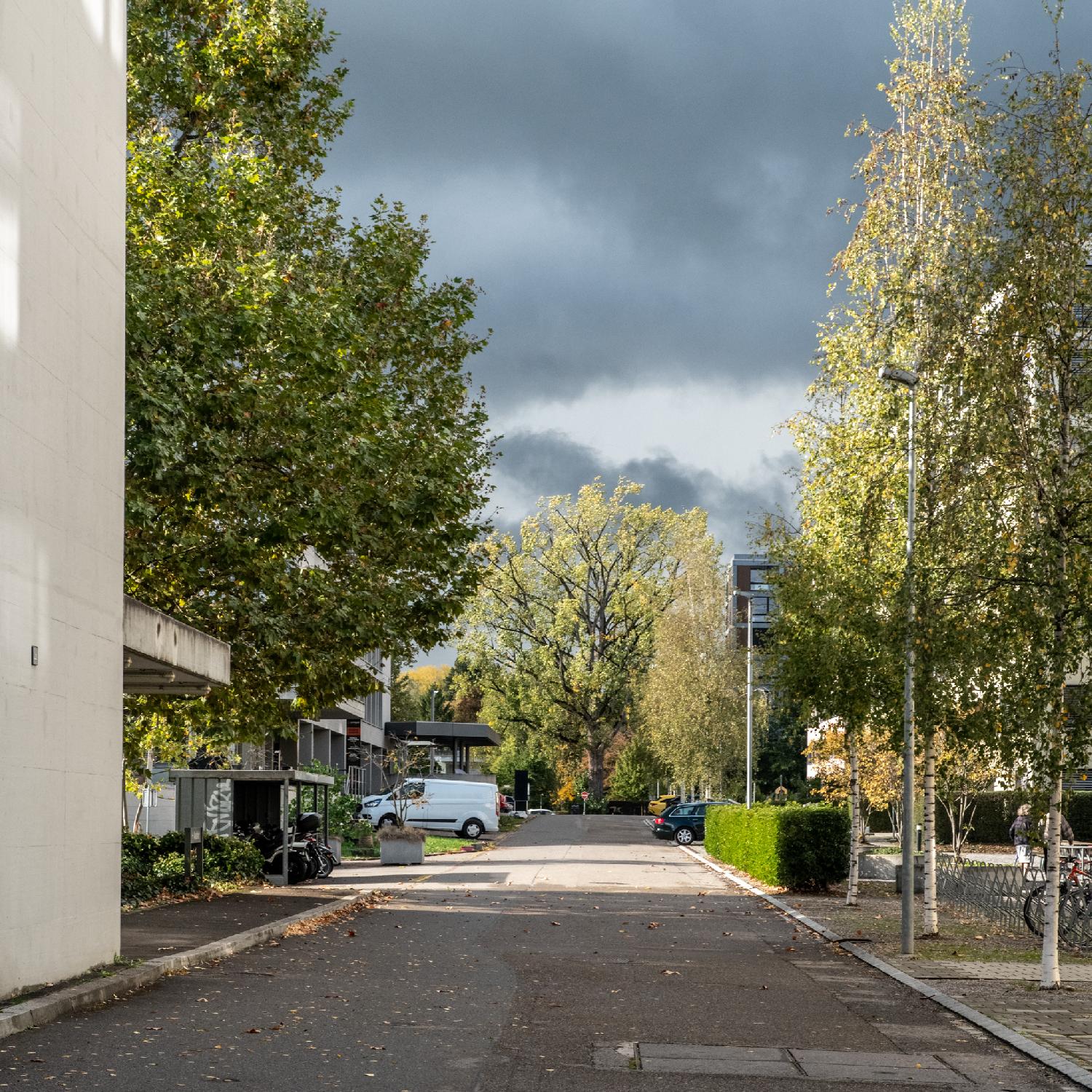 A street with buildings and parking lots on each side, some birch trees on the side and an unidentified large tree in the background.
