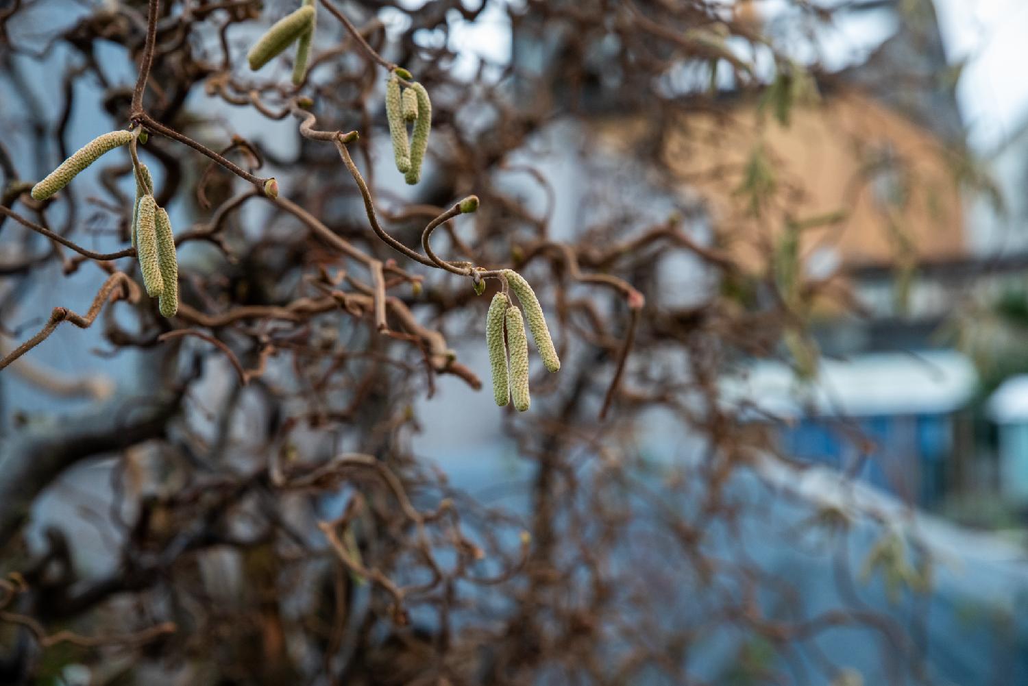 Green seed pods on a tree. In the blurred background, more branches and pods, and a yellow/orange house.