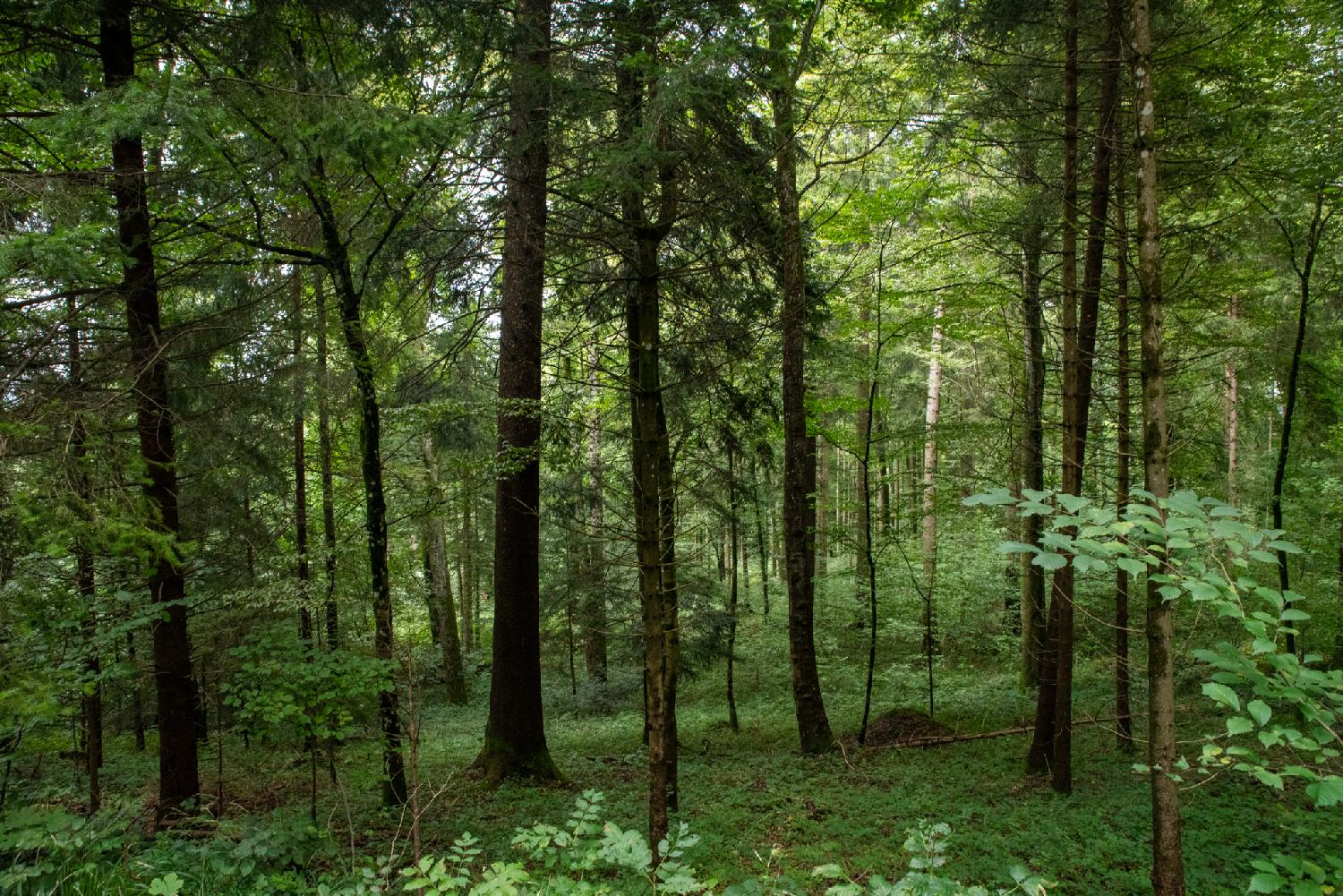 Forest of mixed coniferous and deciduous trees