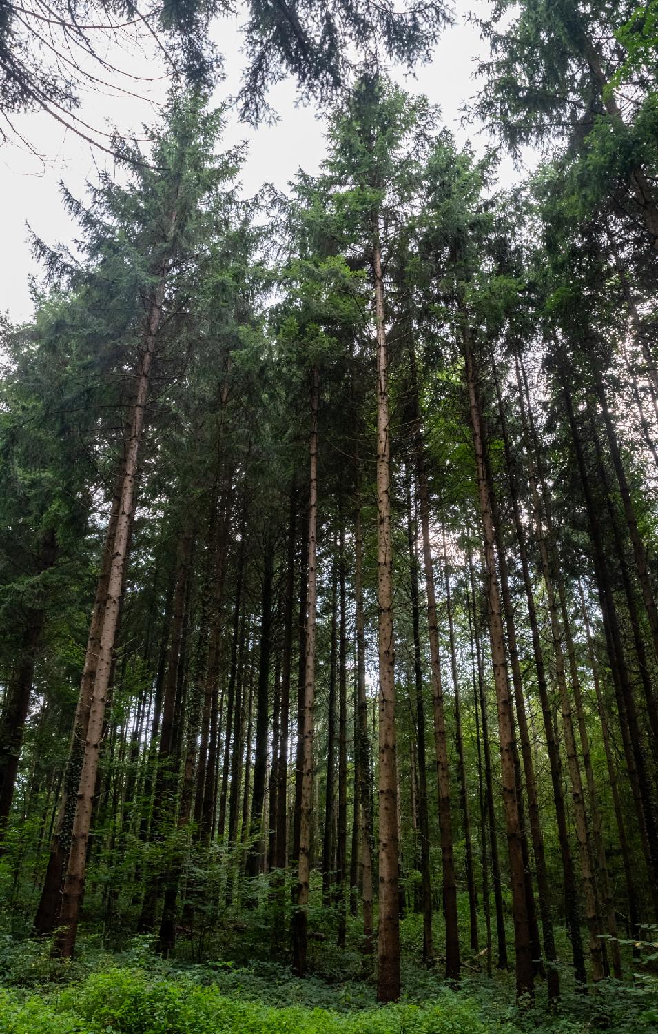 A densely-packed spot of high, thin, coniferous trees