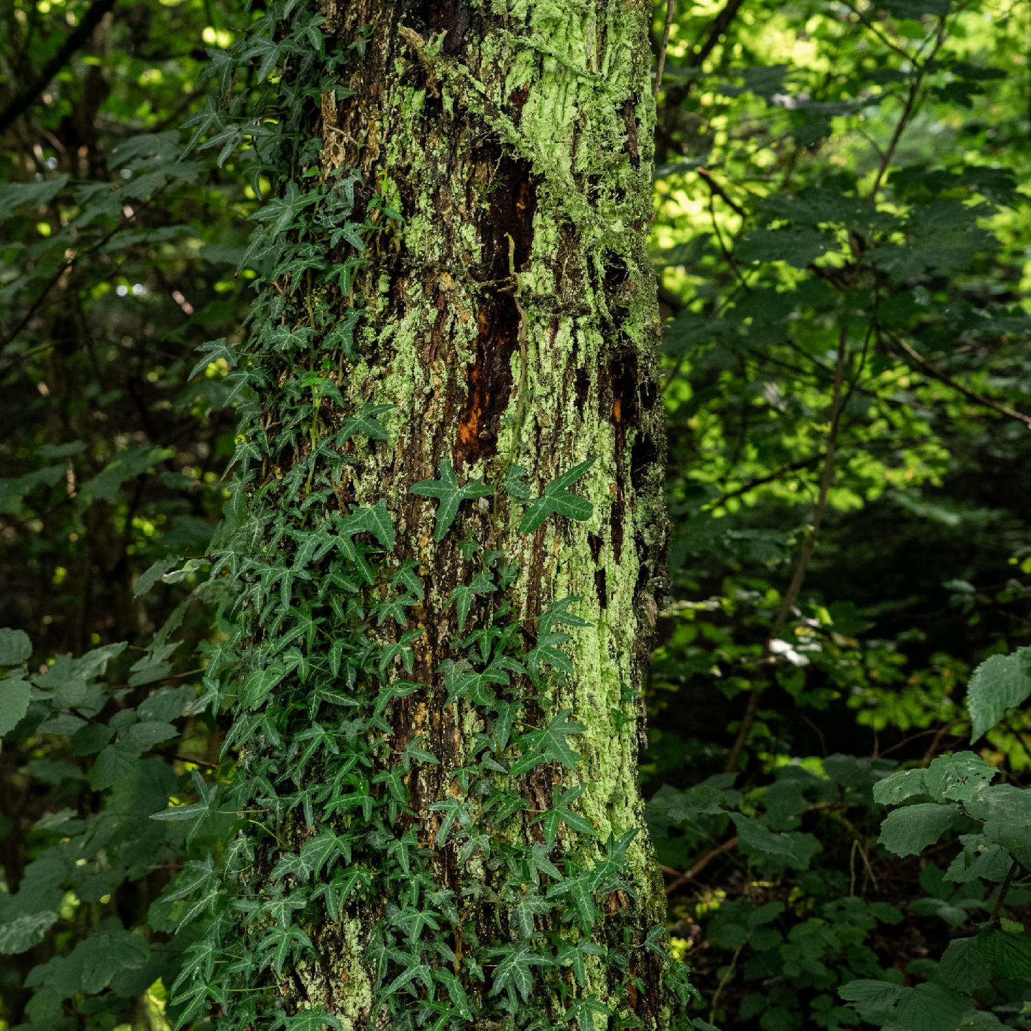 Ivy growing on a trunk covered with lichen