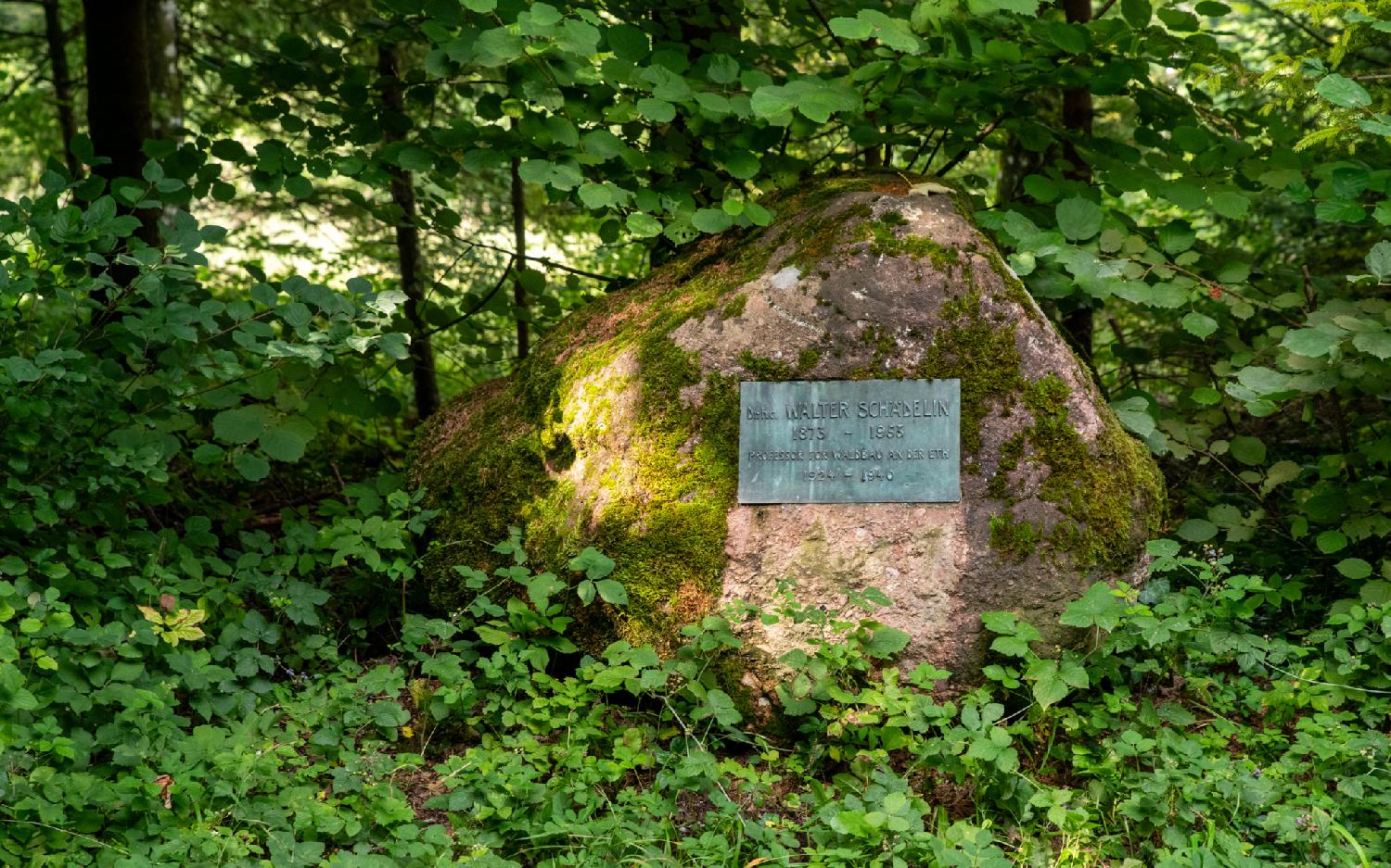 A stone in the middle of foliage, covered with moss/lichen. A metallic plate on it reads "Dr.hc Walter Schädelin - 1873 - 1953 - Professor für Waldbau an der ETH - 1924 - 1940".