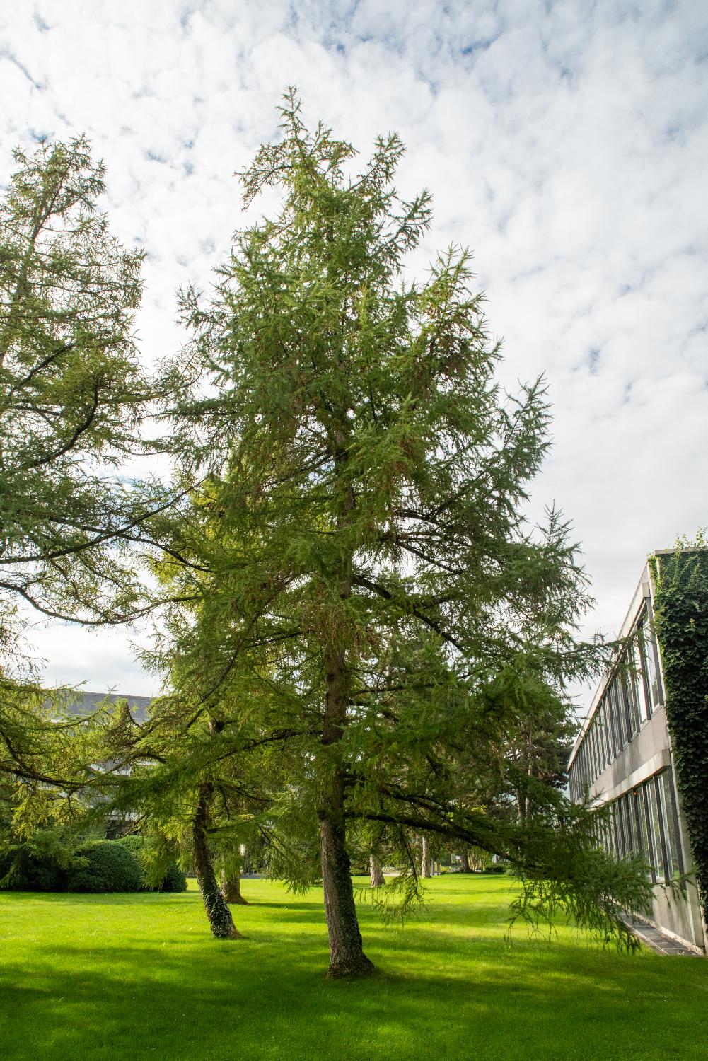 A lawn with a few coniferous trees and a two-story building on the right side