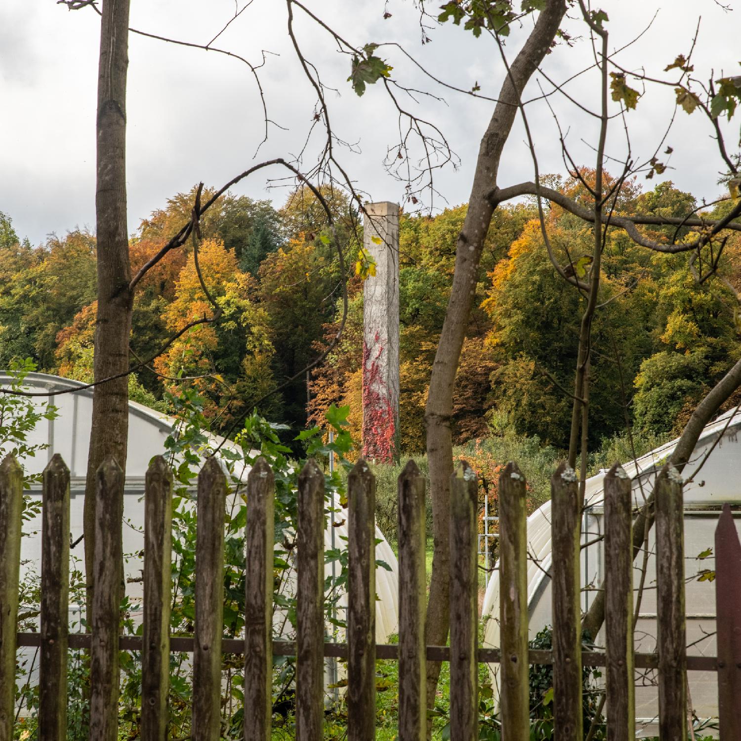A busy picture with, from front to back, a wooden fence, a couple of greenhouses, a vertical concrete structure (probably a chimney) with red ivy growing on it, and trees.