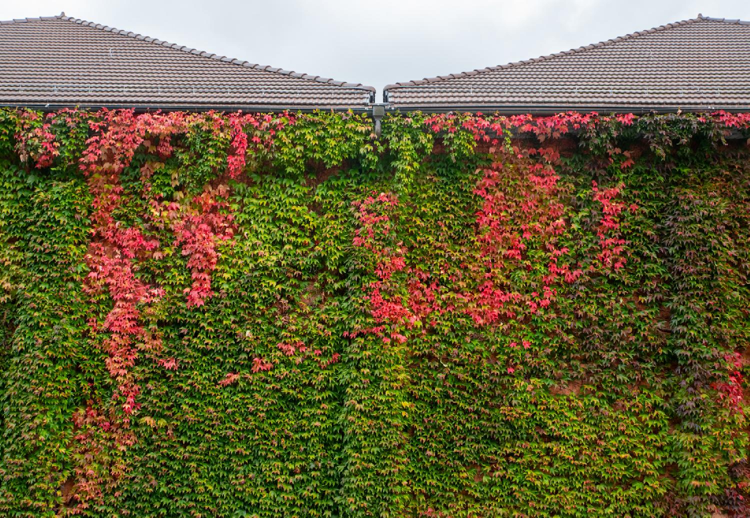 The wall of a structure, completely covered in ivy (mostly green, some red), with a couple of tile roofs on top.