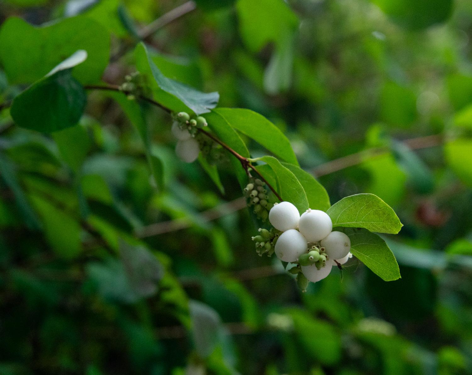 Green foliage with a branch bearing white berries in the foreground