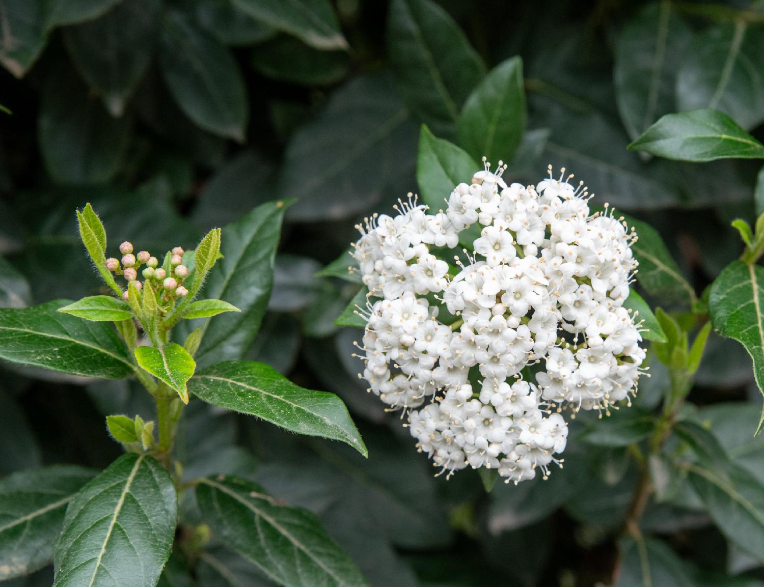 A dense cluster of white 5-petal flowers in front of leaves that are similar to bay laurel leaves.