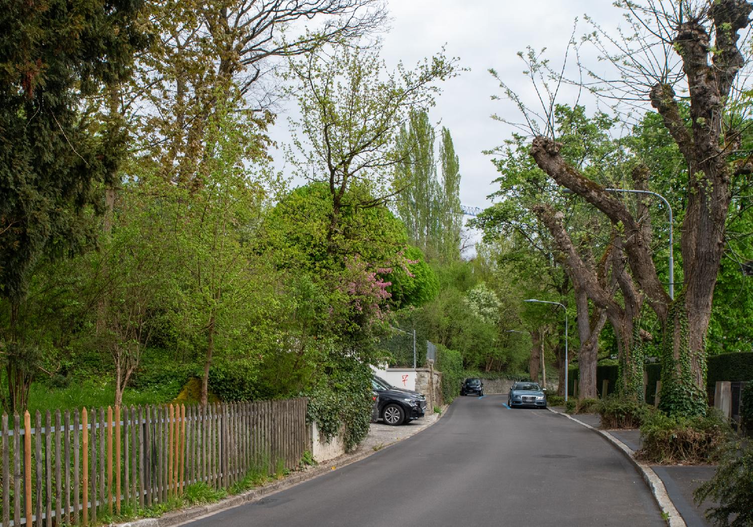 A residential street with a lot of trees both on the sidewalk and behind fences