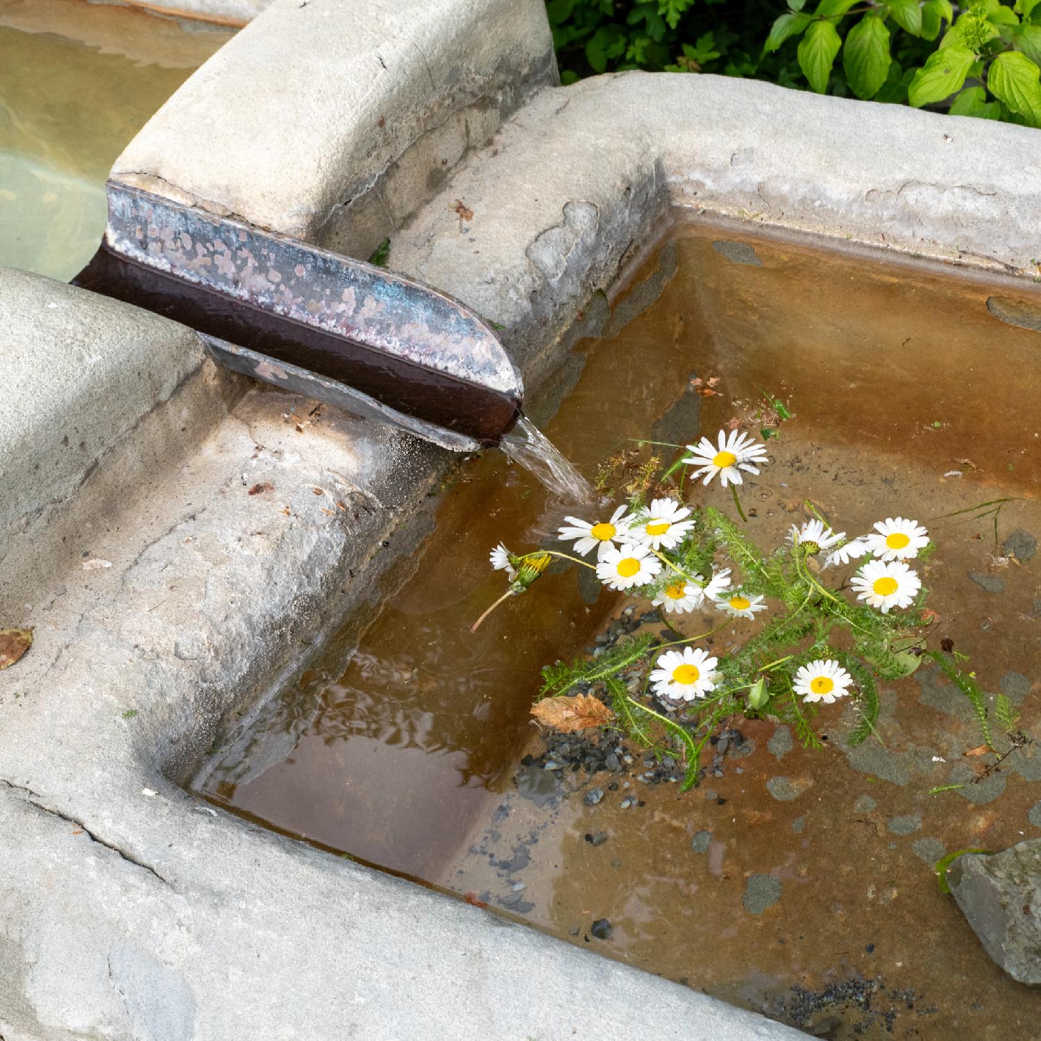 A metallic pipe in a fountain, pouring water in a basin, with white and yellow flowers floating in front of the water stream.