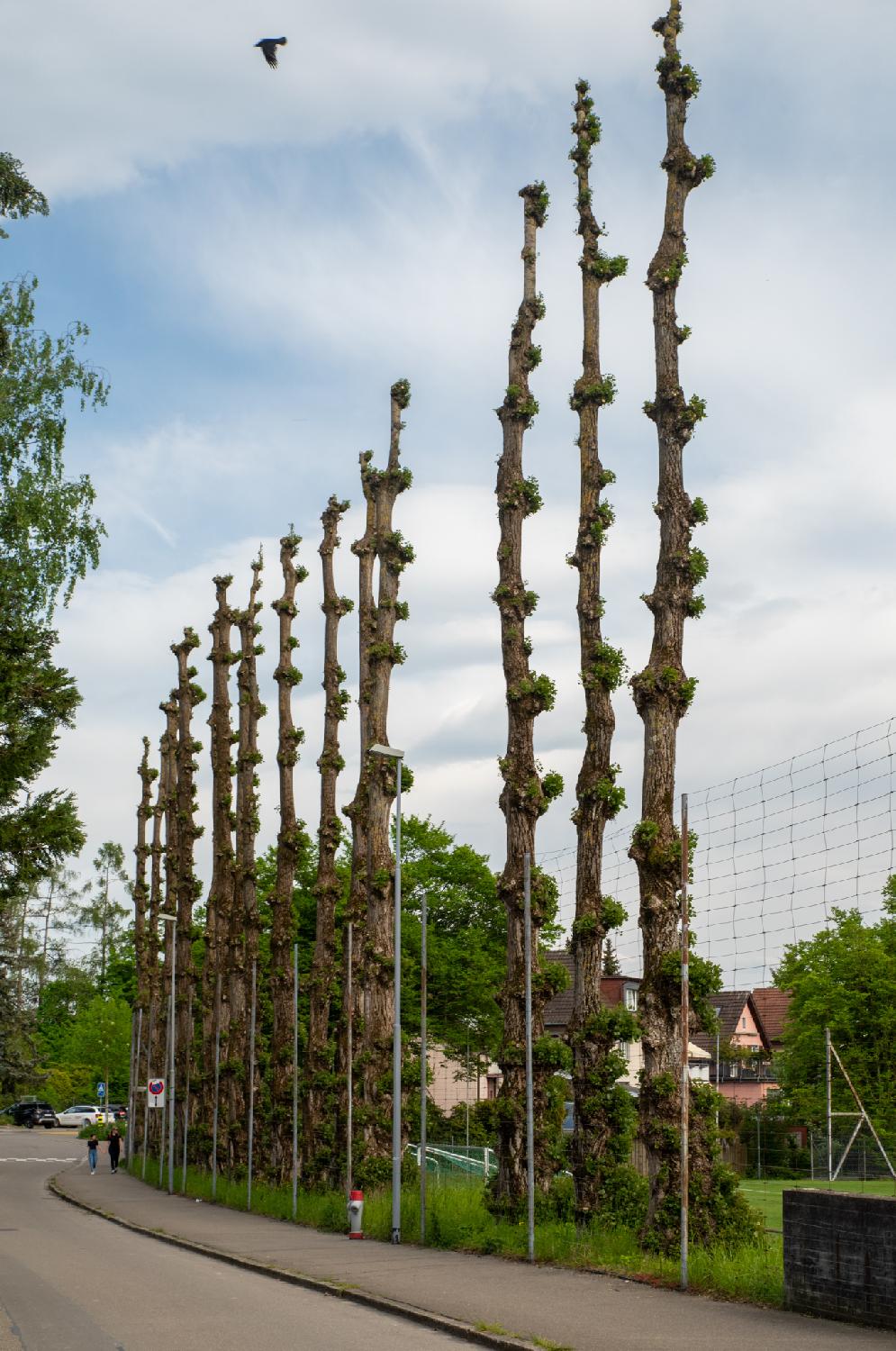 The side of a sports terrain with high trees that have recently been pruned to leave only their trunk