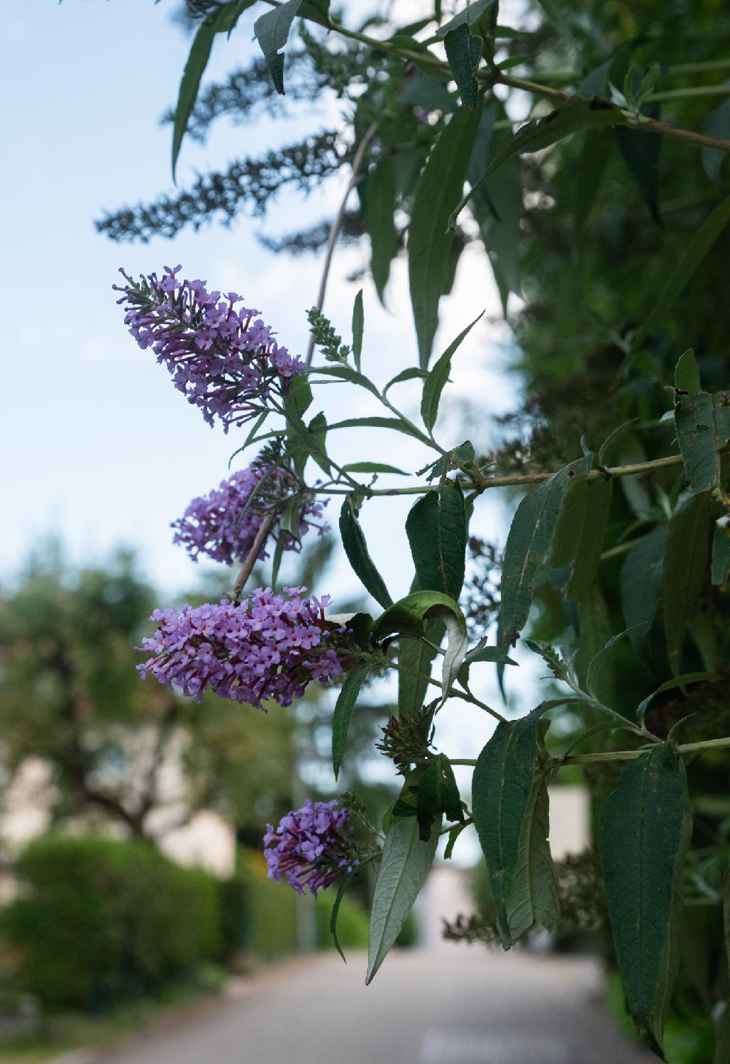 Groups of small purple flowers with orange/red hearts, from a hedge