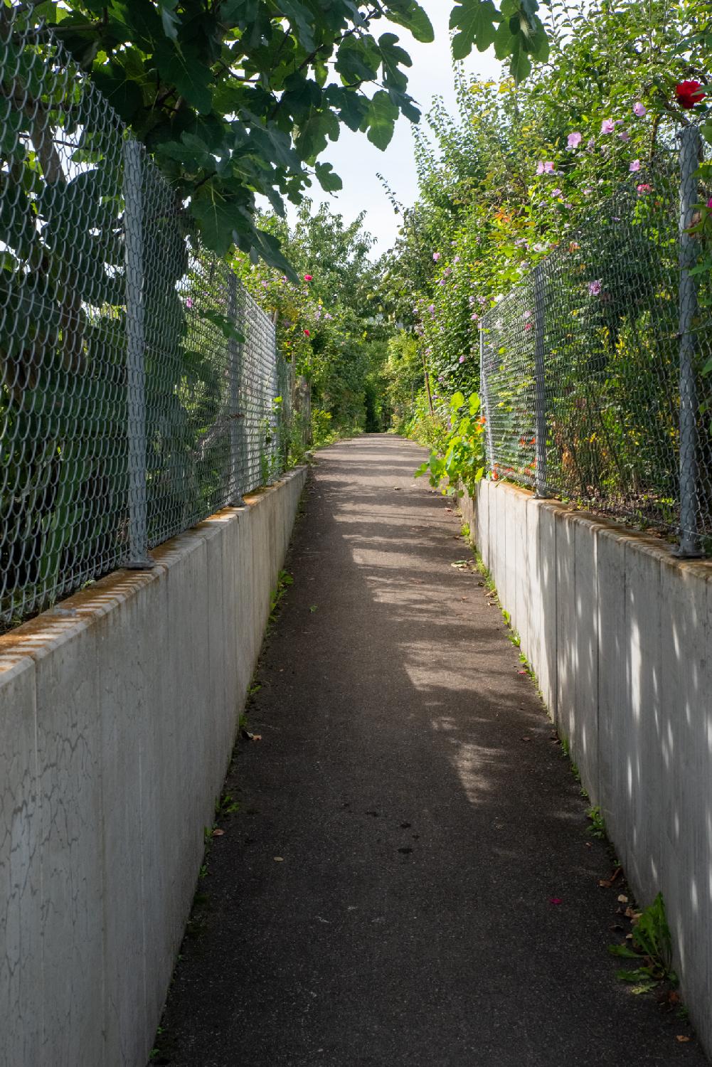 A narrow footpath between concrete low walls and fences, enclosing gardens