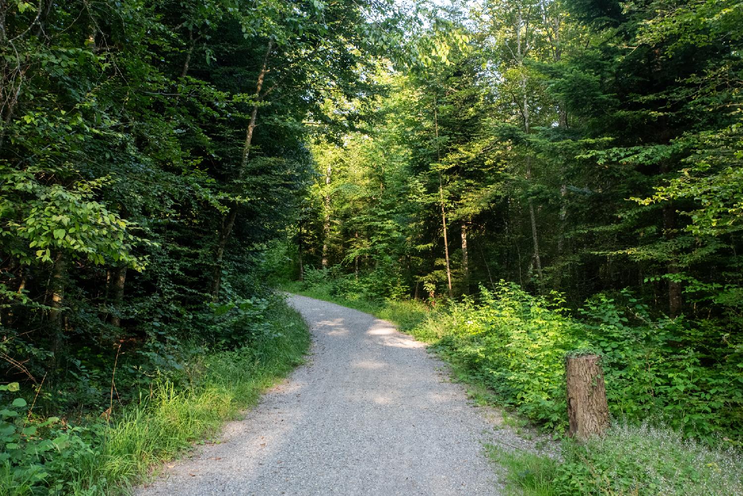A gravel path in a forest