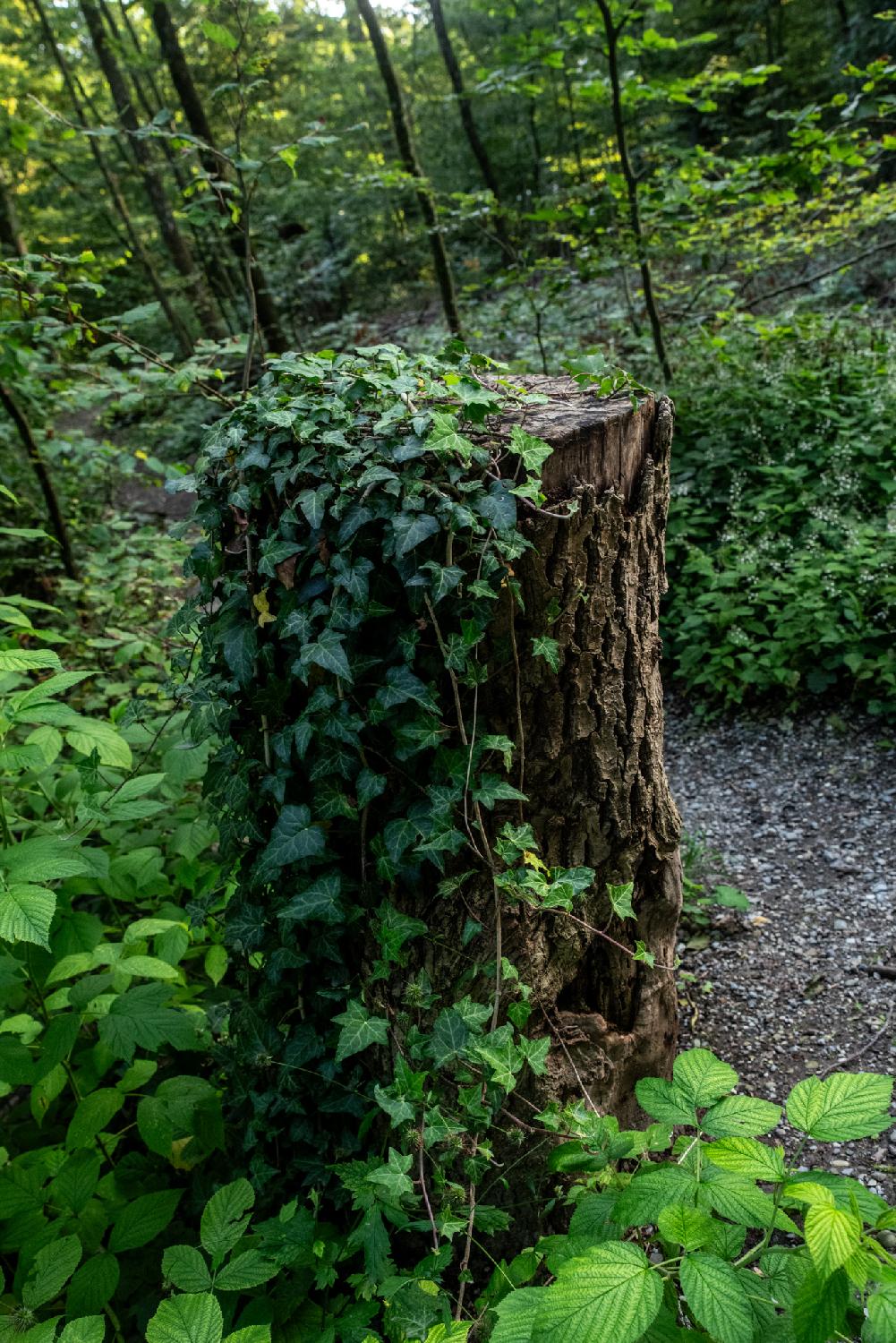 A tree stump with ivy growing on it, next to a gravel path in a forest