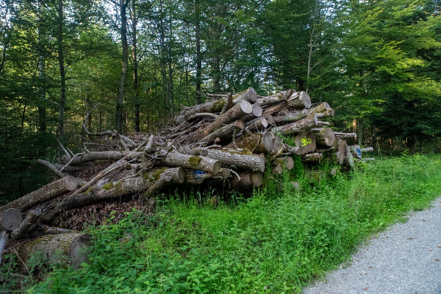 A pile of fallen tree trunks in a forest