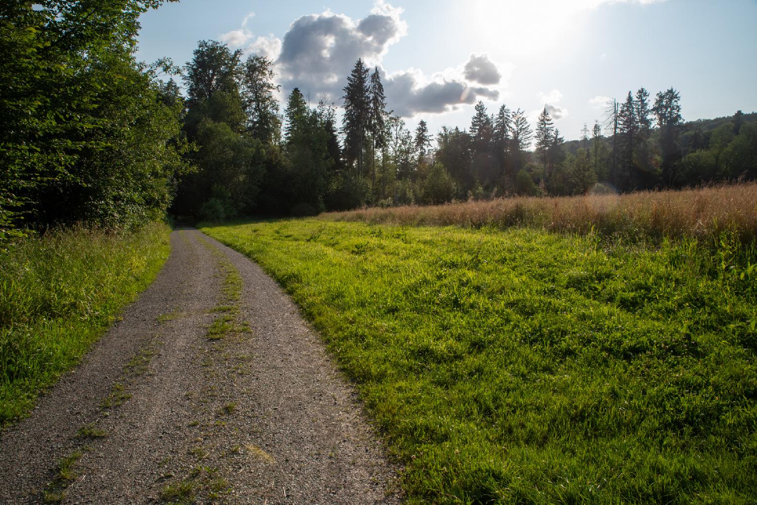 A gravel path on the border of a forest, with a yellow meadow on the left side, on a sunny day