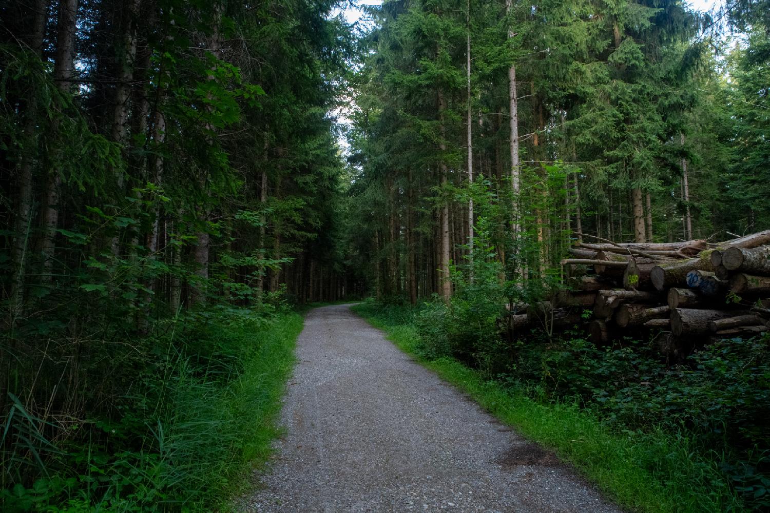 A gravel path in a forest, with a pile of logs on the left side