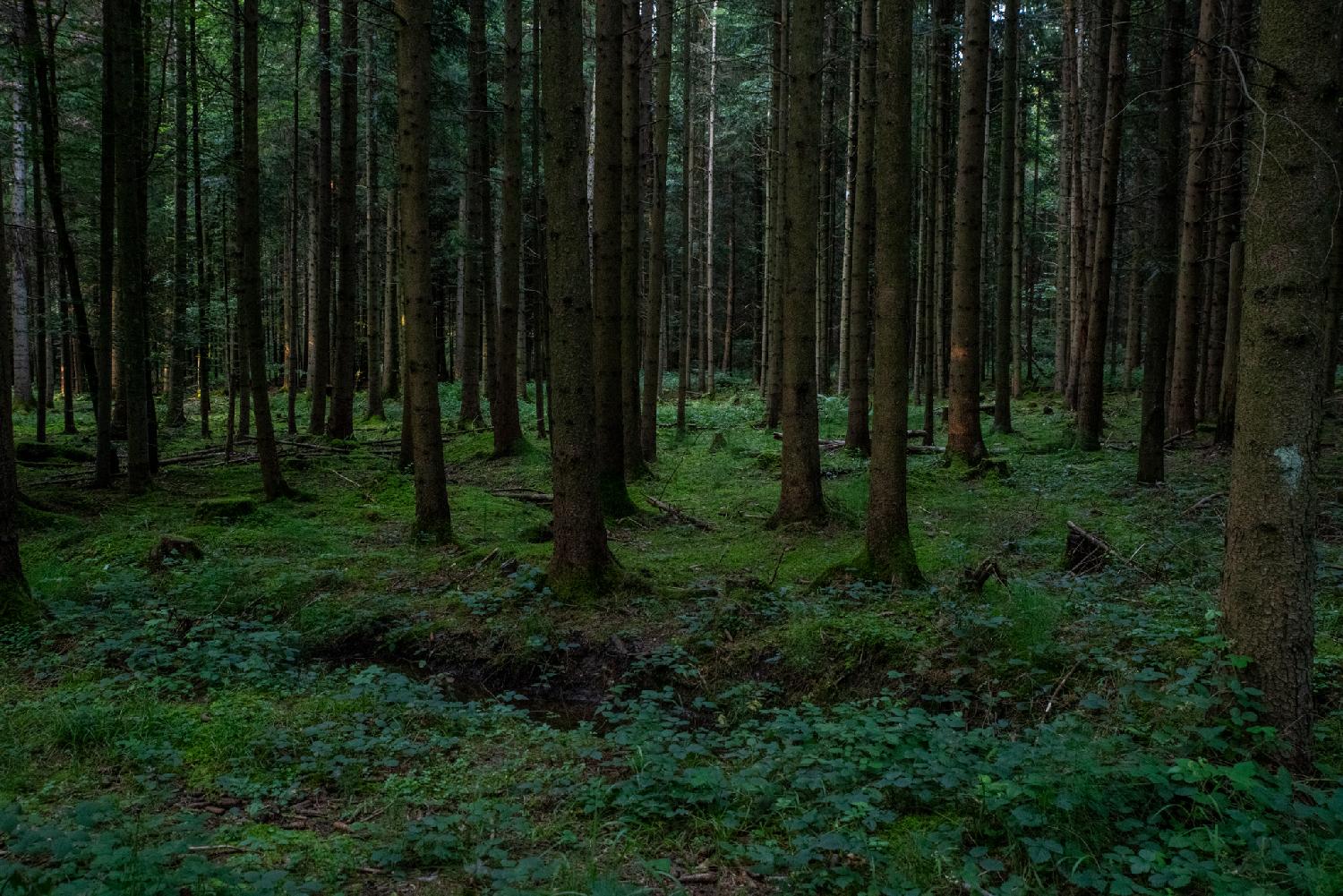The bottom of a forest area, with vertical tree trunks growing from a moss-covered soil