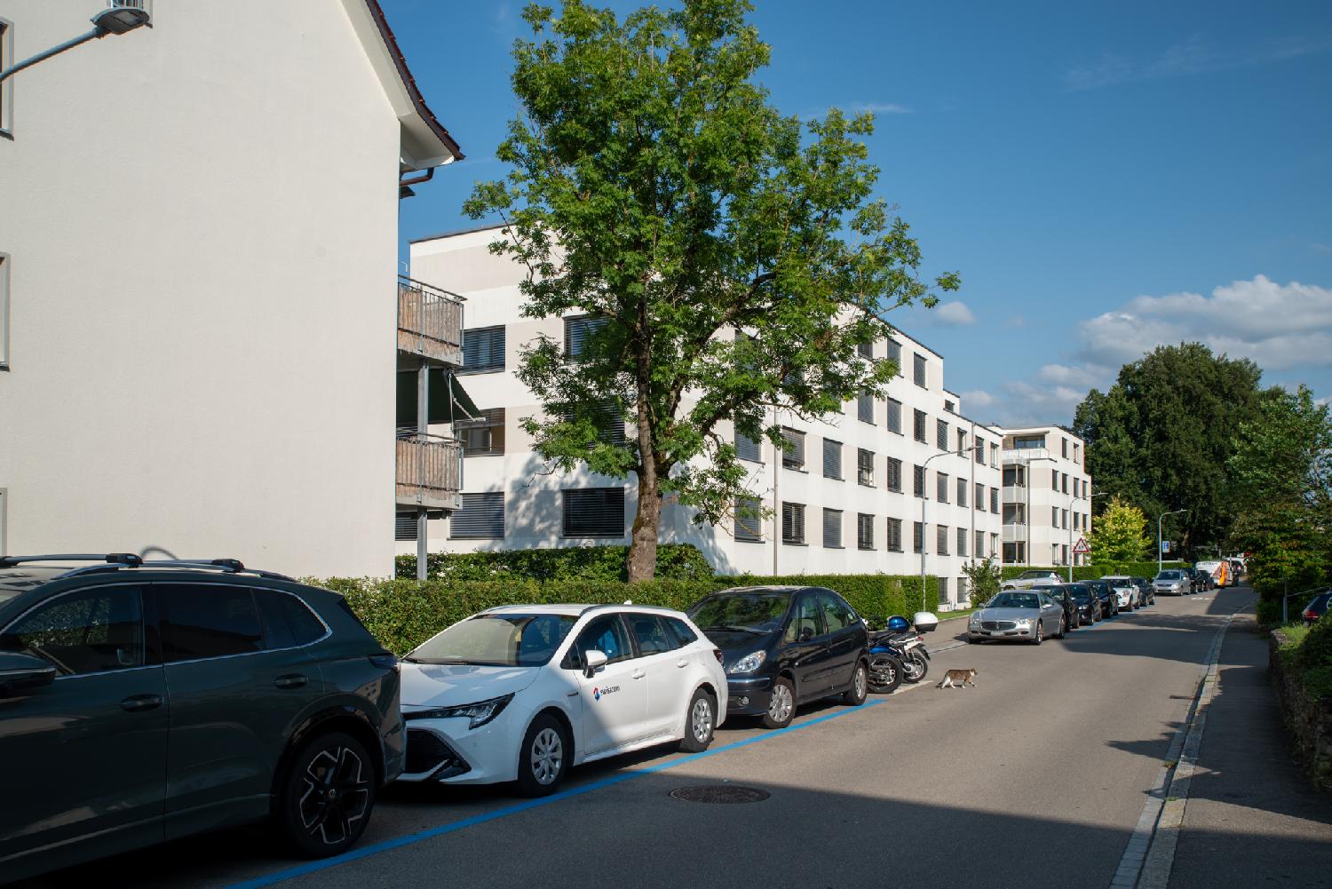 A residential road with a large 5-story apartment building on the left, a row of cars parked in blue parking spots, and a cat crossing the street