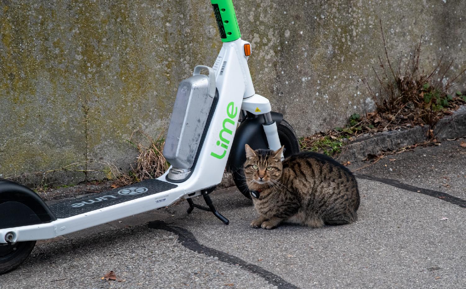 A tabby cat with light green eyes and a collar with a round sensor, in front of a Lime electrical scooter. The cat looks vaguely annoyed.