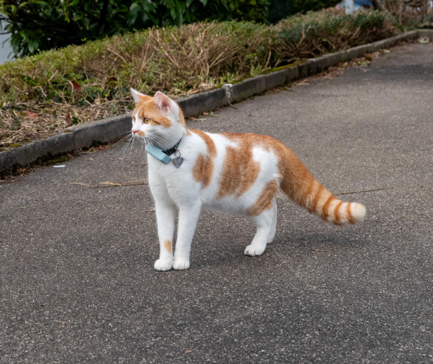 An orange and white cat with blue rectangular box and a small heart name tag on his collar, with a fat striped tail. The cat looks wary, possibly scared.