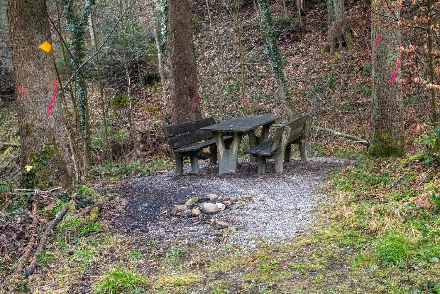 A picnic area in a wood, with stones for a fireplace, and a wooden table and two benches. There are trees around the area; three of them are marked with bright pink lines; one of them has a yellow diamond indicating a hiking path.