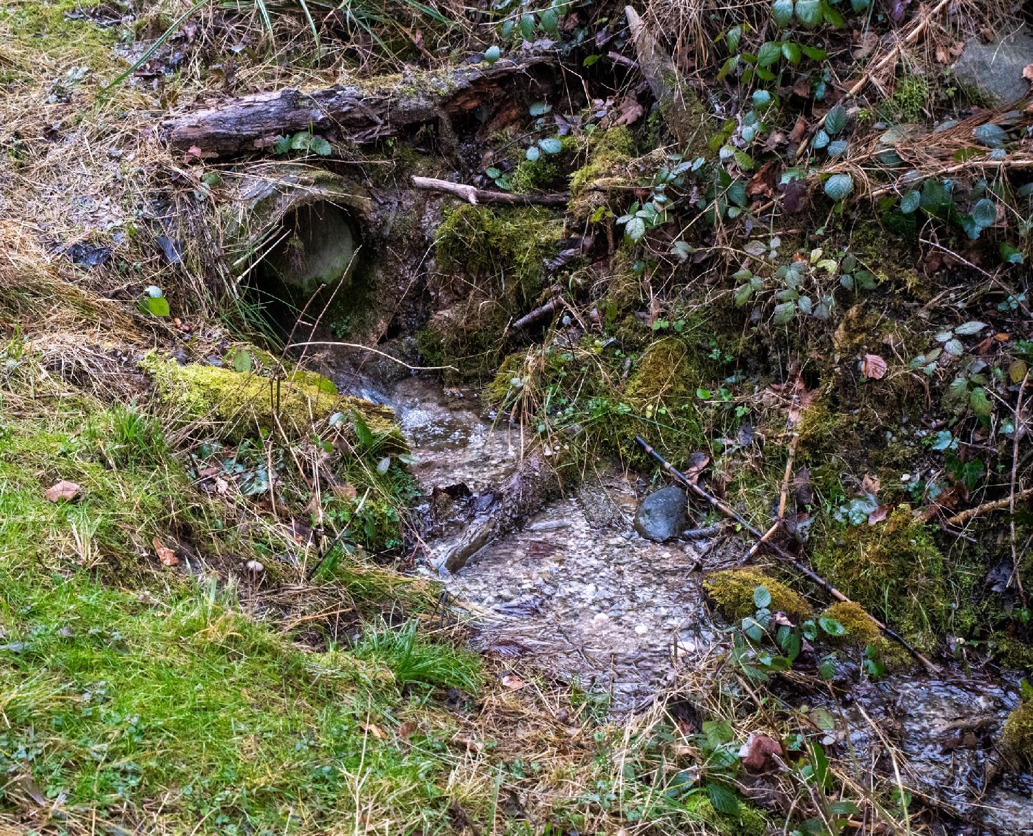 A narrow stream in a ditch, coming from a pipe underground, with wild vegetation all around.