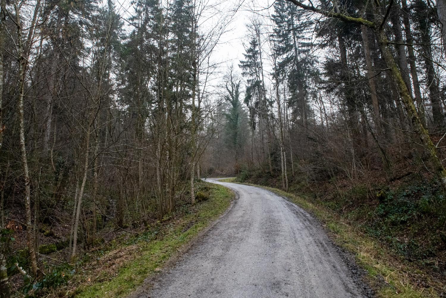 A forest path covered with gravel in a woody area. The season is winter and the deciduous trees are naked. A few pine trees and grass still provide some greenery.