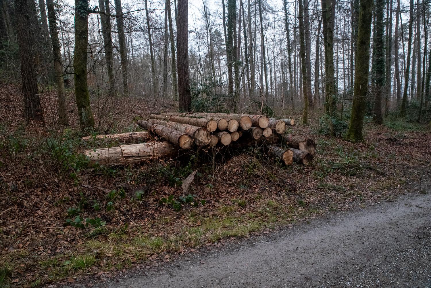 Cut tree trunks on the side of a forest path, with a forest behind them.