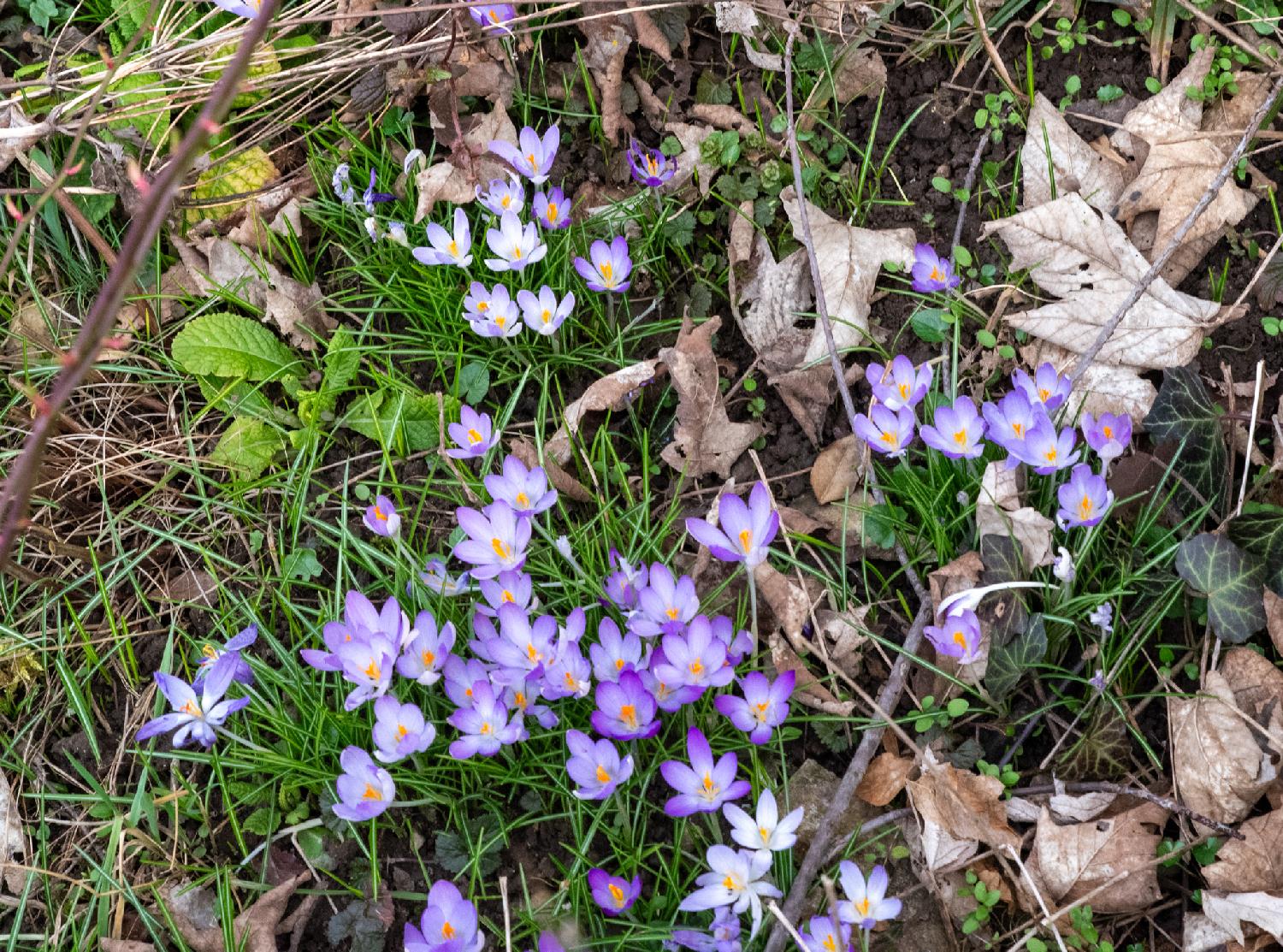 Some wide-open crocus flowers, purple with an orange/yellow heart, in green grass with some dead brown leaves lying around.