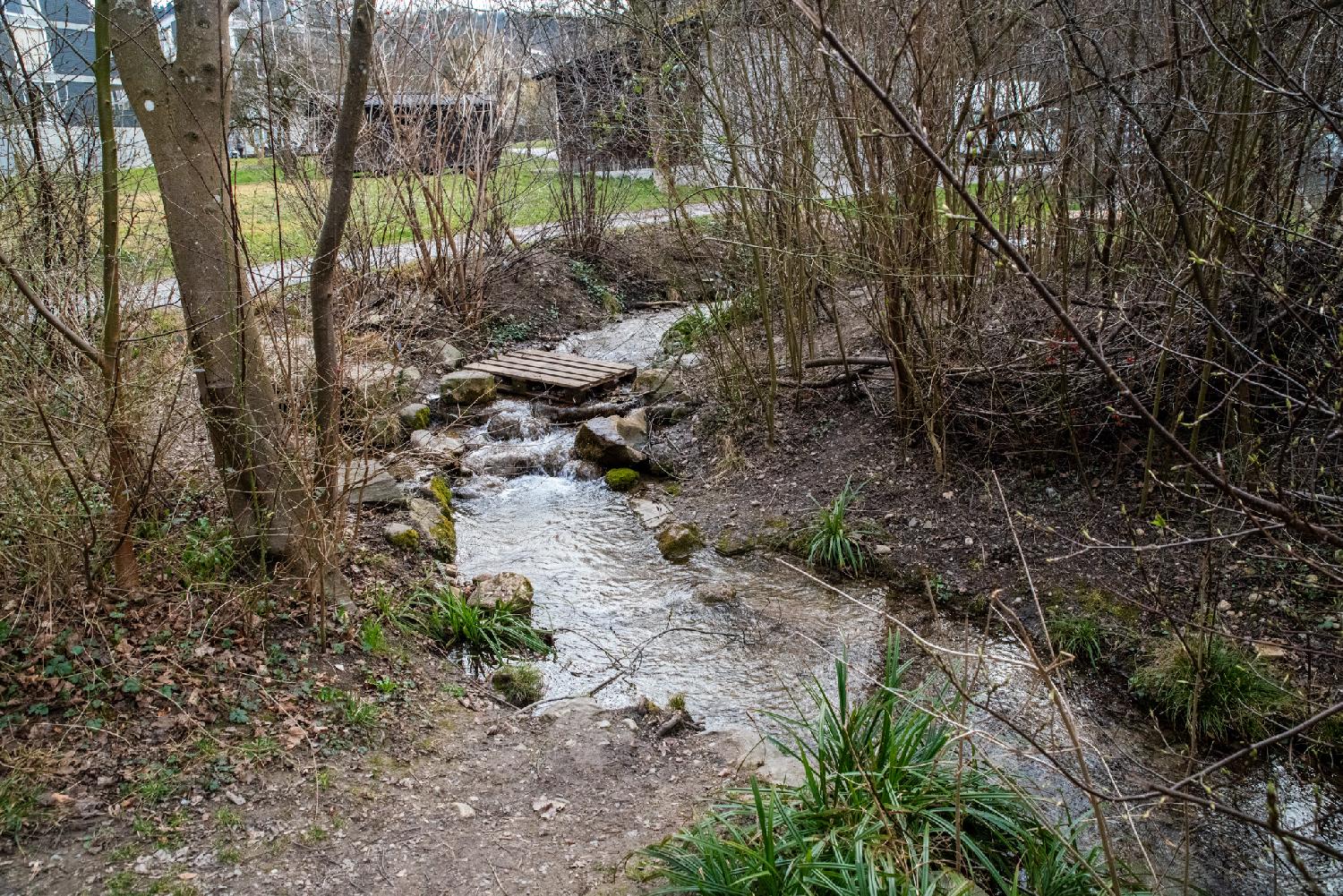 A shallow and narrow stream between thin trees next to a path; a wooden pallet is used as a bridge over the stream.