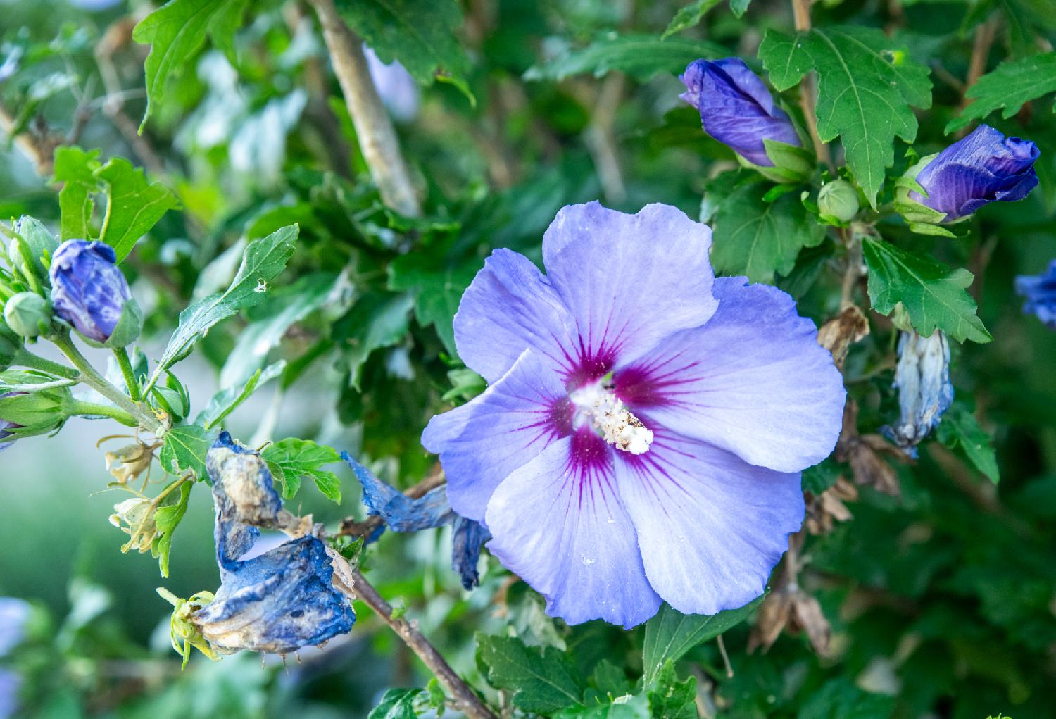 A blue flower with 6 petals with purple streaks in the middle. The heart of the flower is a long white heart. Around the open flower, two of them are still folted, and many of them are decaying.
