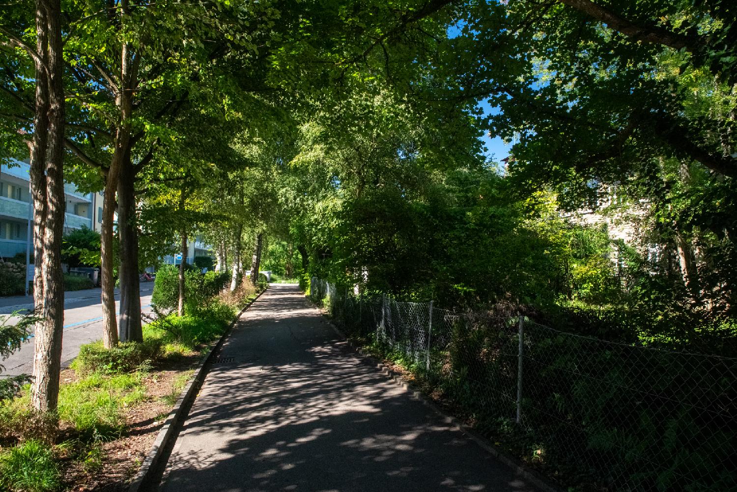 A pedestrian path bordered with trees and a metallic fence next to a street.