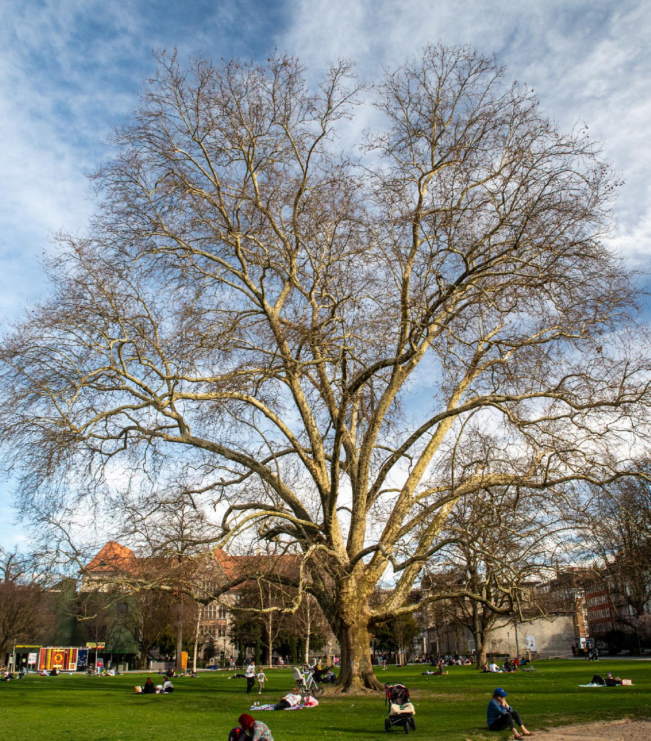A large plane tree in a park, with no leaves; but the sky is blue and people are relaxing on the grass below it